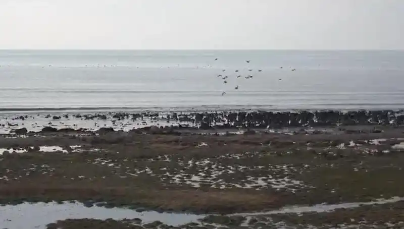 Türkiye'nin En Büyük Gölü Tekirdağ'da Tehlike Altında: Ciddi Su Kaybı Yaşanıyor!