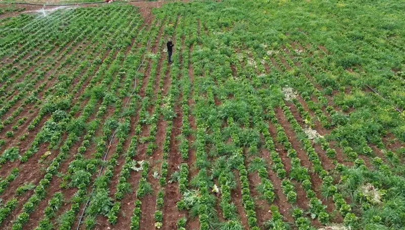 Tarımda Kuraklık Dönemi: Marul Hasadı Tehlikede!