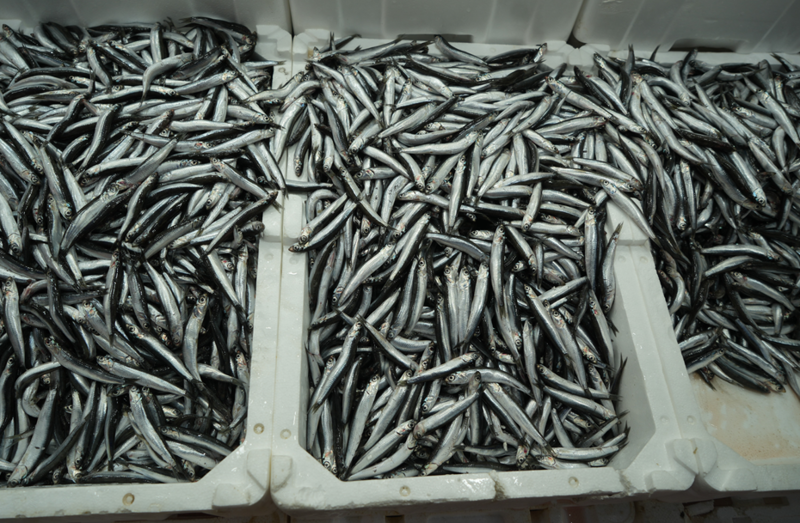 Türkiye İhracatında Altın Çağ: Belçika, Fransa ve Almanya'ya Rekor Gönderim