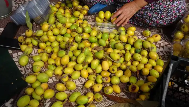 Muşmula Hasat Sezonu Açıldı: Fiyatlar 150 TL ile Başladı!