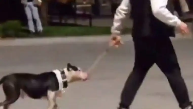 Ağızlıksız Pitbull Saldırısı: Sahibi Cezalandırıldı!