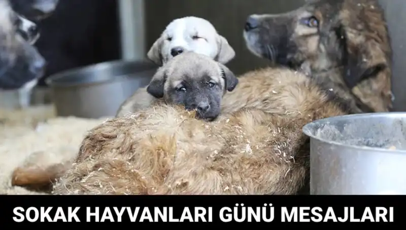 Dünya Sokak Hayvanları Günü: Hayvanlar İçin Farkındalık Yaratma Zamanı
