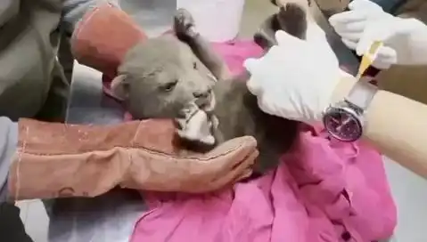 Karabük’te Yavru Bozayı Bulundu: Doğanın Korunması İçin Fırsatlar