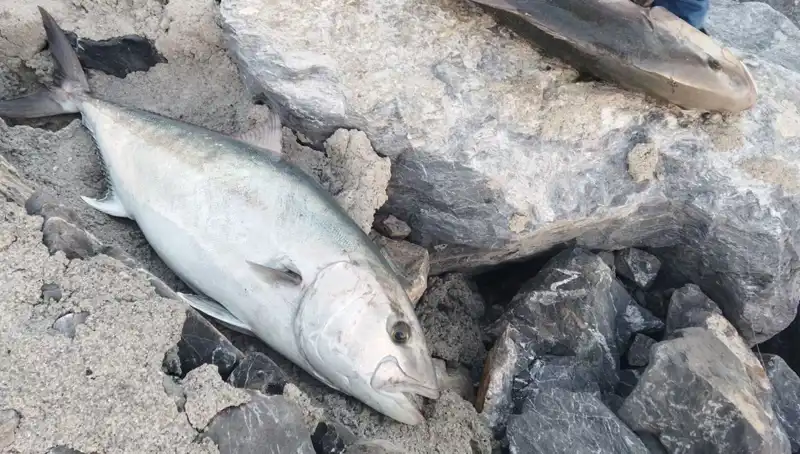 Oltayla Avlanan Dev Balık: 18 Bin TL'ye Satıldı!