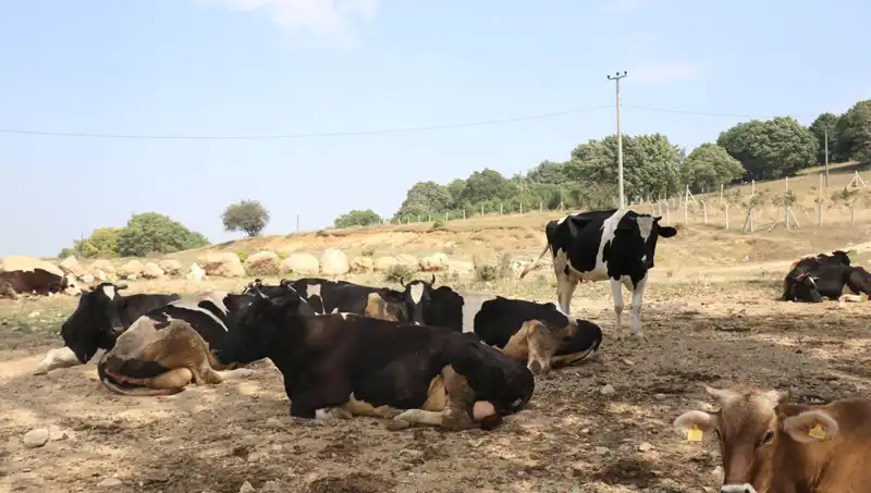 Şap Hastalığına Karşı Acil Önlem: 22 Köyde Giriş Çıkış Kısıtlaması