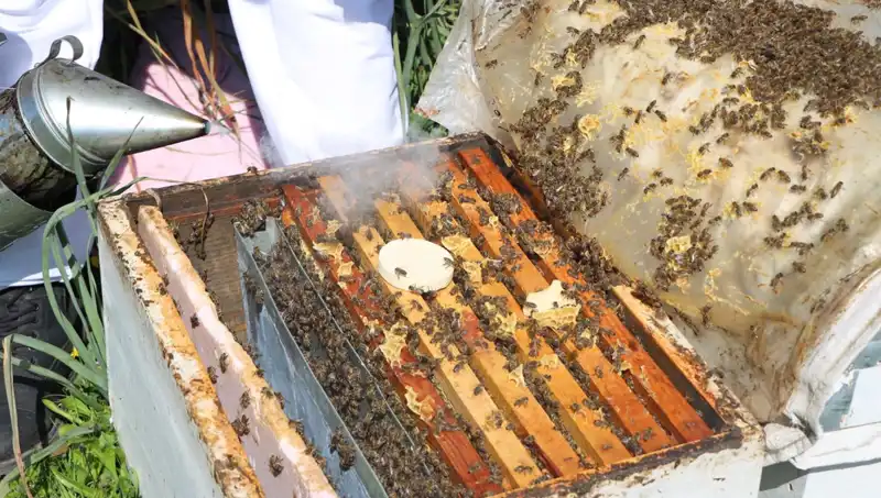 Genç Girişimciden Ata Mesleği Arıcılık: Yurt Dışına Bal İhracatı Başladı
