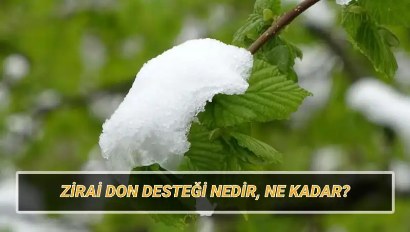 Zirai Don Desteği: Hükümet Tarafından Açıklanan Yardımlar Kimlere Ulaşacak?