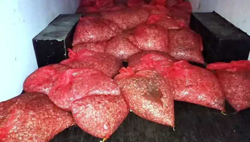 Samsun'da 1,5 Ton Kaçak Midye Operasyonu: Sağlık Riskine Dikkat!