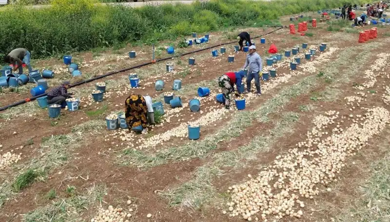 Soğan Hasadı Başladı: Fiyatlar Düşüşe Geçti, Tüketiciler Nasıl Etkileniyor?