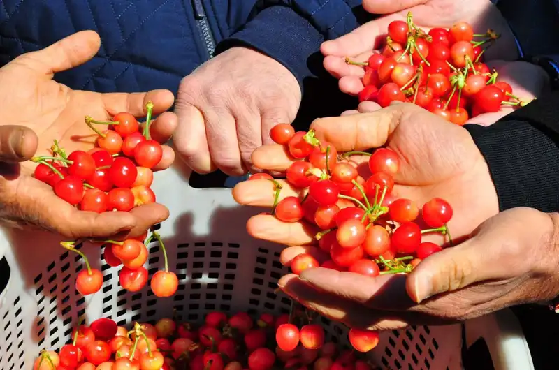 Tarımda Devrim: İlk Hasat, Kilosu 3.500 TL'den Satışa Sunuldu