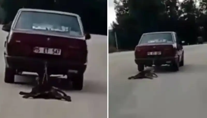 Otomobilin Arkasında Sürüklenen Köpek: Hayvan Eğitimi Ve Sorumluluk Neden Önemli?