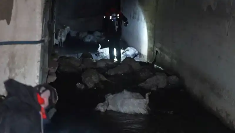 Hayvanları Tehdit Eden Keskin Koku: Neler Oluyor?