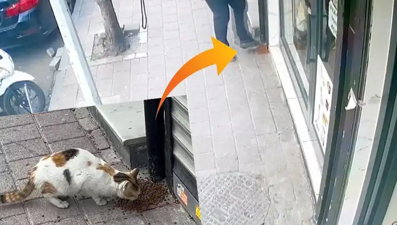 Kedilerin Mama Partisi: Dört Ayaklı Dostlar Mahalledeki Stantları Sarsıyor!