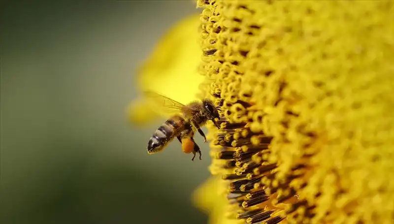 Arıların Yok Oluşu: Kır Çiçeklerinde Gizemli Zehir Belirleniyor!