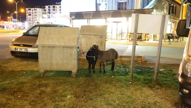 Mor Karaman Irkı Koyunlar Yolda Bırakıldı: Kaderleri Ne Olacak?