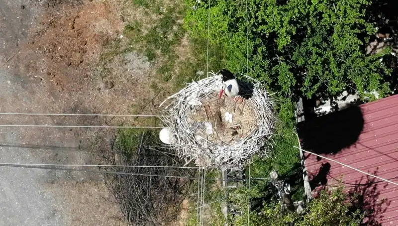 Baharın Müjdecisi Kırlangıçlar: 22 Yıldır Aynı Yuva, Aynı Güzellik