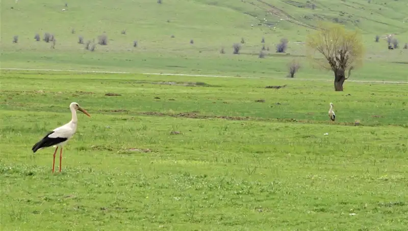 Leylekler Muş Ovası’na Geri Döndü! Sağlığınız için Neden Önemli?